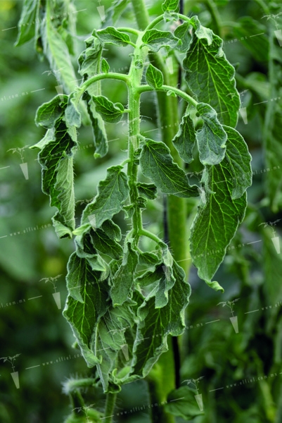 Cáncer bacteriano del tomate